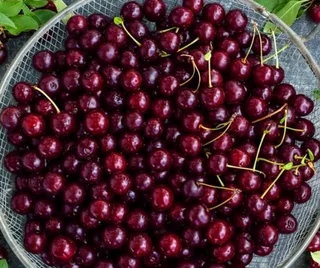 Chapulin cherry trees for sale