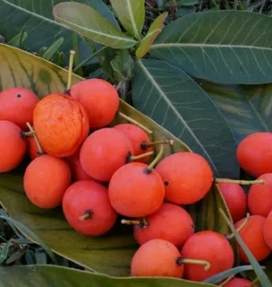 African mangosteen trees for sale