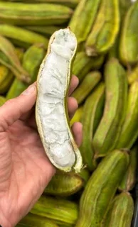 Ice cream bean trees for sale
