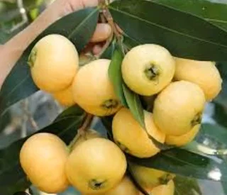 Rose Apple trees for sale