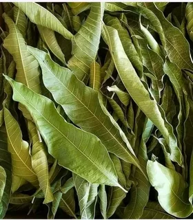 Mango leaves for sale
