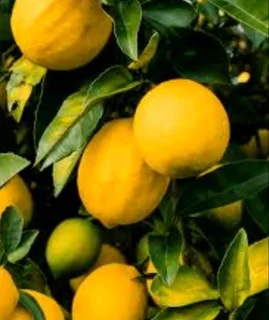 Grafted Lemon treesfor sale