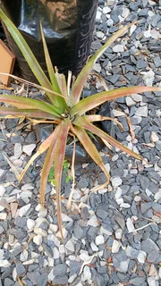 Pineapple plants for sale