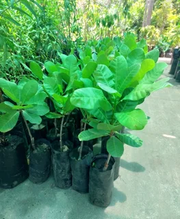 Grafted Cashew nut trees for sale