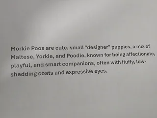 Morkiepoo for rehoming