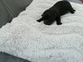 Morkiepoo for rehoming