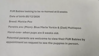 Morkiepoo for rehoming