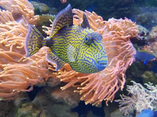 Marine Aquarium or Fish Tank Maintenance