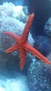 Marine Aquarium or Fish Tank Maintenance