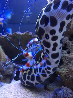 Marine Aquarium or Fish Tank Maintenance