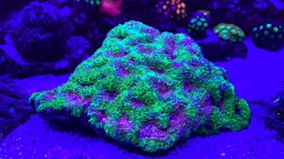 Marine Aquarium or Fish Tank Maintenance