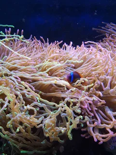 Marine Aquarium or Fish Tank Maintenance