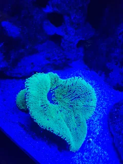 Marine Aquarium or Fish Tank Maintenance