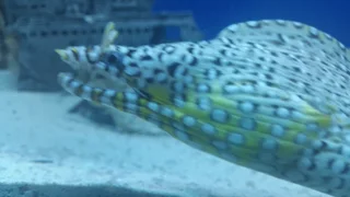 Marine Aquarium or Fish Tank Maintenance