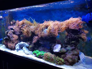 Marine Aquarium or Fish Tank Maintenance