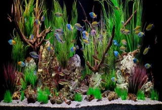 Tropical Aquarium or Fish Tank Maintenance
