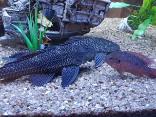 Tropical Aquarium or Fish Tank Maintenance