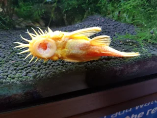 Tropical Aquarium or Fish Tank Maintenance