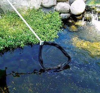 Koi Pond Maintenance or Cleaning