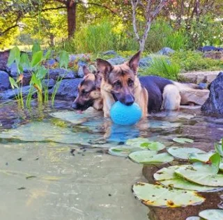 Koi Pond Maintenance or Cleaning