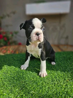 Boston Terrier