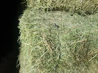 Lucerne for sale/ Lusern te koop