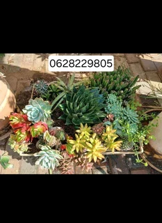 Succulents in Heidelberg