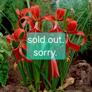 Lily flower variety available