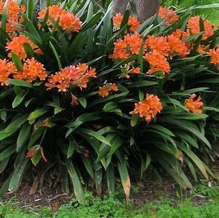 Lily flower variety available