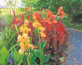 Lily flower variety available