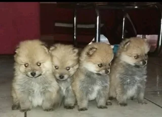 Pomeranian toypom female puppies