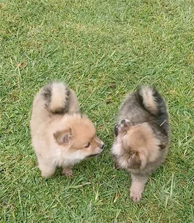 Pomeranian toy pompuppies