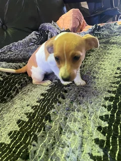 Jack Russel puppy