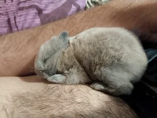 Purebred Netherland Baby Dwarf  Rabbits For Sale - Protea Valley, Bellville Area, Cape Town