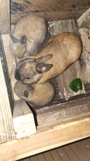 Purebred Netherland Baby Dwarf  Bunnies for SALE - Protea Valley, BELLVILLE AREA, Cape Town