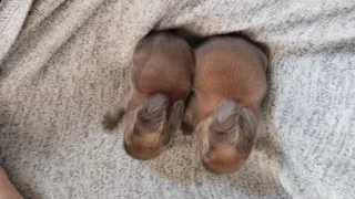 Purebred Netherland Baby Dwarf  Bunnies for SALE - Protea Valley, BELLVILLE AREA, Cape Town