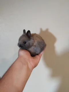 Purebred Netherland Baby Dwarf  Bunnies for SALE - Protea Valley, BELLVILLE AREA, Cape Town