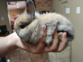 Purebred Netherland Baby Dwarf  Bunnies for SALE - Protea Valley, BELLVILLE AREA, Cape Town