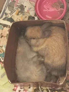 Purebred Netherland Baby Dwarf  Bunnies for SALE - Protea Valley, BELLVILLE AREA, Cape Town