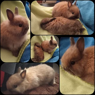 Purebred Netherland Baby Dwarf  Bunnies for SALE - Protea Valley, BELLVILLE AREA, Cape Town