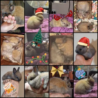 Purebred Netherland Baby Dwarf  Bunnies for SALE - Protea Valley, BELLVILLE AREA, Cape Town