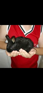 Baby rabbits for good home