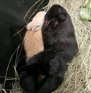 Baby rabbits for good home