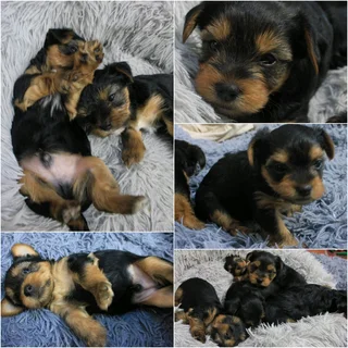 Yorkshire Terrier puppies