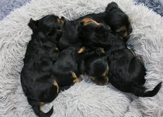 Yorkshire Terrier puppies