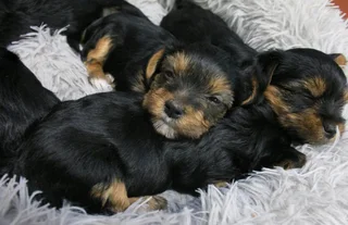 Yorkshire Terrier puppies