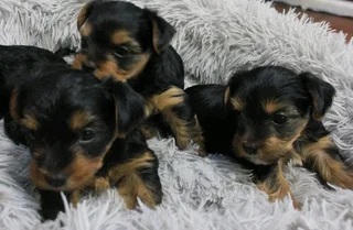 Yorkshire Terrier puppies