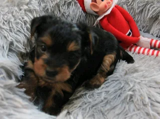 Yorkshire Terrier puppies