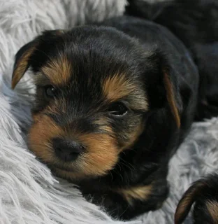 Yorkshire Terrier puppies