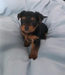 Yorkshire Terrier puppies